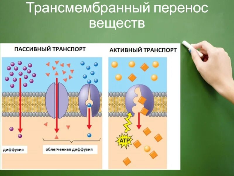 Плотный активный. Механизмы трансмембранного переноса. Трансмембранный перенос веществ. Трансмембранный перенос веществ пассивный транспорт. Способы трансмембранного переноса.