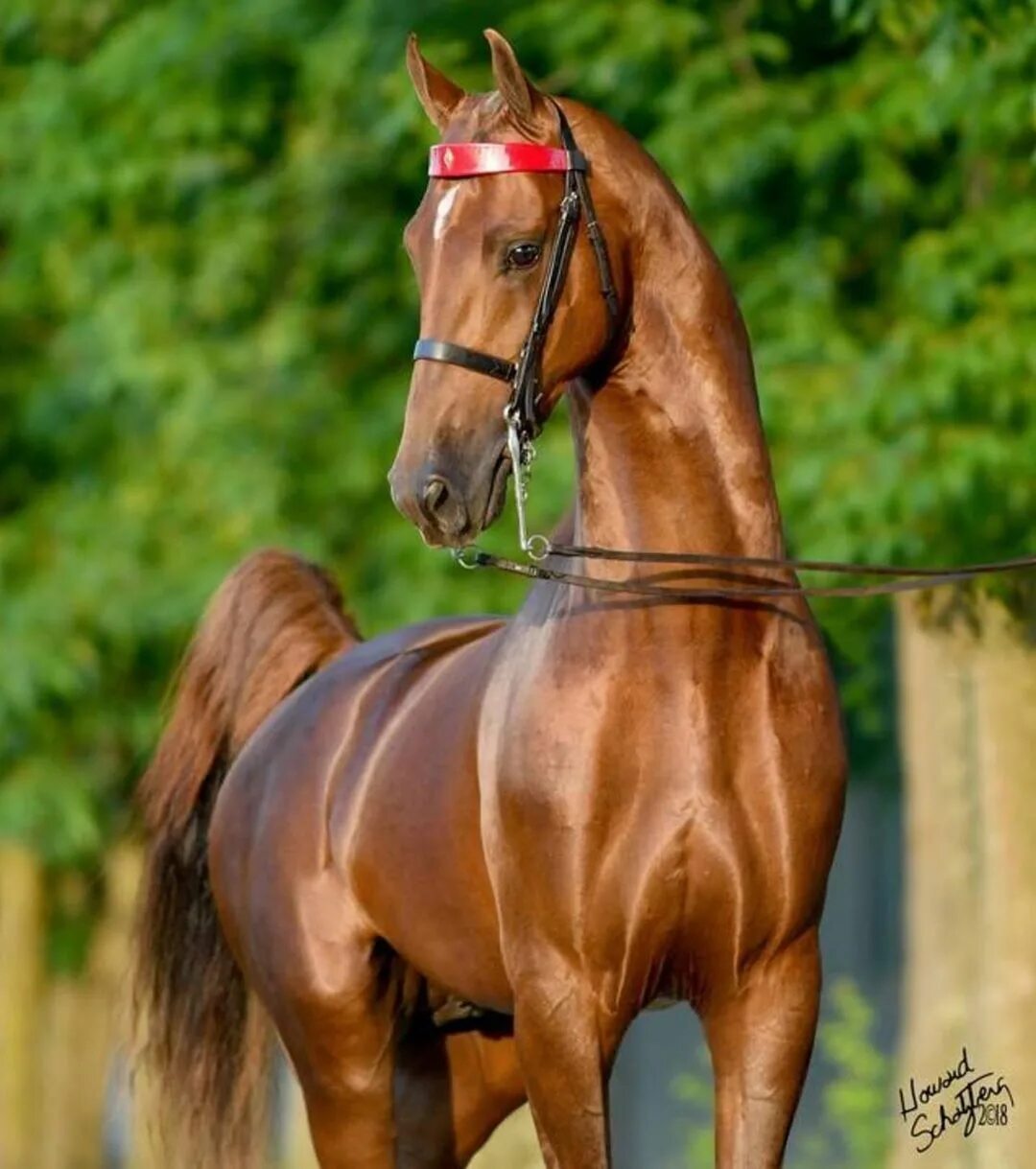 Американская верховая. Американская верховая лошадь. Saddlebred лошадь. Лошадь породы американская верховая. Американский сэддлбред.