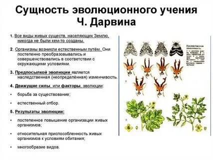 Эволюционным фактором способствующим сохранению видового многообразия