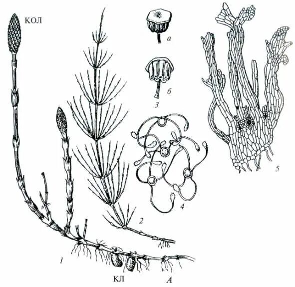 Название хвощей 7 класс. Спороносный побег хвоща. Весенний побег хвоща полевого. Спороносный побег хвоща полевого. Спорангии хвоща полевого.