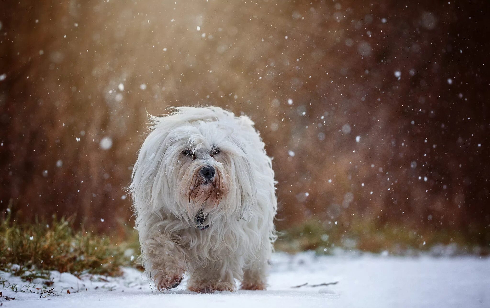 30 лет собаки. Гаванский Бишон собака. Гаванский Бишон щенок. Собачка снежок. Лохматая собака в снегу.