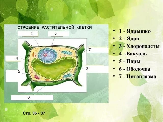 Растительные клетки 5 класс биология. Клетка с хлоропластами ядро рисунок. Структура растительной клетки 5 класс биология. Строение растительной клетки 5 класс Пасечников. Строение клетки ядро ядрышко цитоплазма хлоропласты.