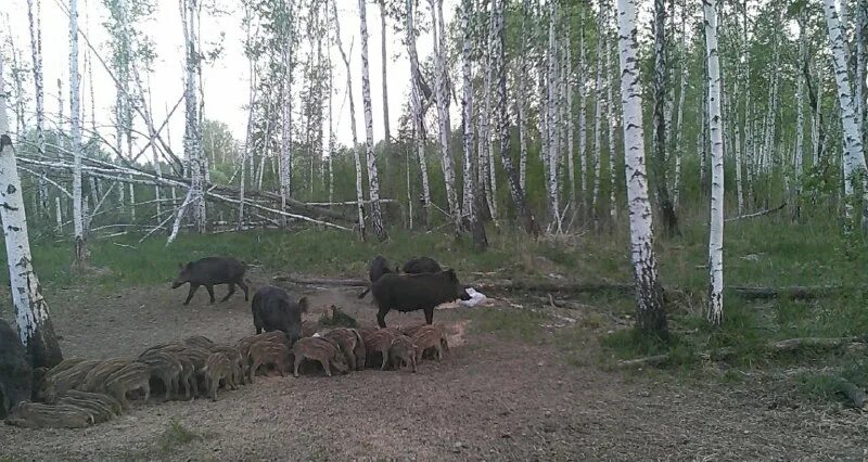 егерский кордон. охотхозяйство чистые пруды талицкий район. охотхозяйство чугунаевское. охотхозяйство боярский лес. охотхозяйство чугунаевское.