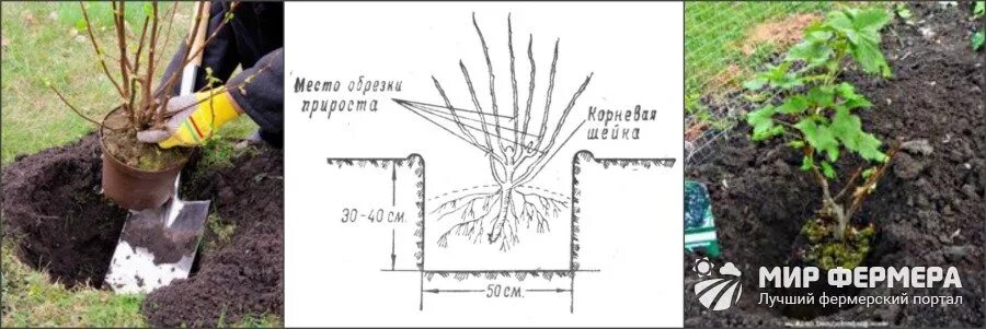 Посадка смородины весной. Посадка крыжовника осенью в открытый грунт. Глубина посадки крыжовника весной. Правильная посадка смородины.