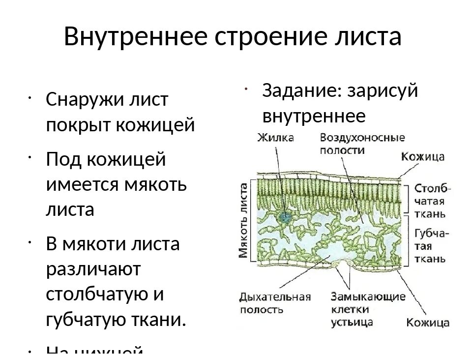 Водоносные клетки в листьях имеет. Лист. Внешнее и внутренне строение листа. Внутреннее строение листа Пасечник. Строение жилок листа биология 6 класс. Схема внутреннего строения листа биология 6 класс.