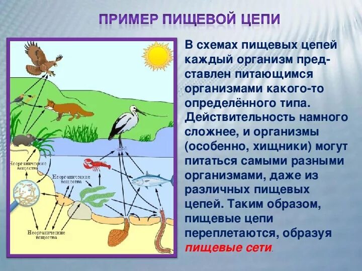 Цепь питания реки