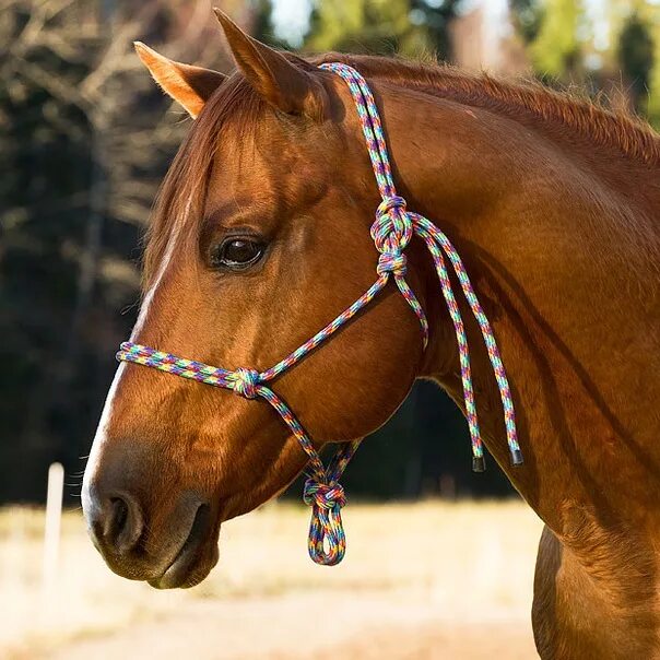 Кремлевская школа верховой езды джигитовка. Полиция на конях. Конкур конный спорт. Коная. Конкур.