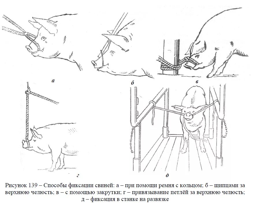 Как получить пин свиньи. Фиксация свиней способы. Методы фиксации повал свиньи. Метод искусственного осеменения свиней.