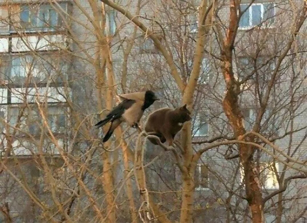 Коты прилетели. Кот и ворона на дереве.