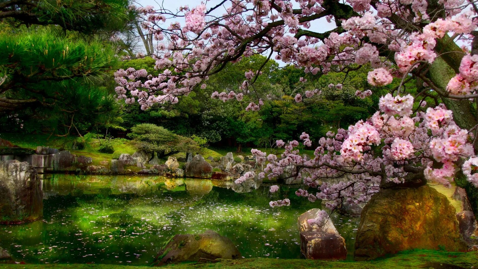 Японский ландшафтный Сакура цветение. Японский сад цветение Сакуры. Аллея сакур в японский сад Мрия. Цветение Сакуры в Японии сады фото. Сакура цветет в саду
