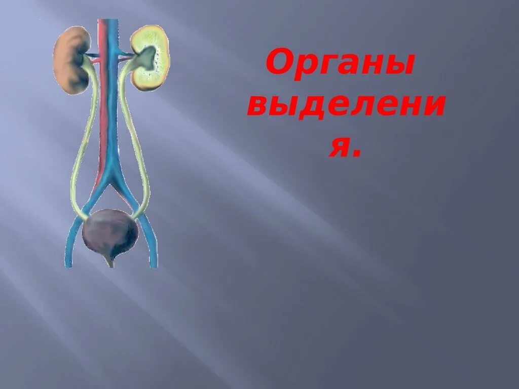 Биология 9 класс органы выделения. Органы выделения биология. Органы выделительной системы. Выделительные органы животных.