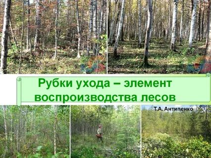 Рубки ухода за лесами