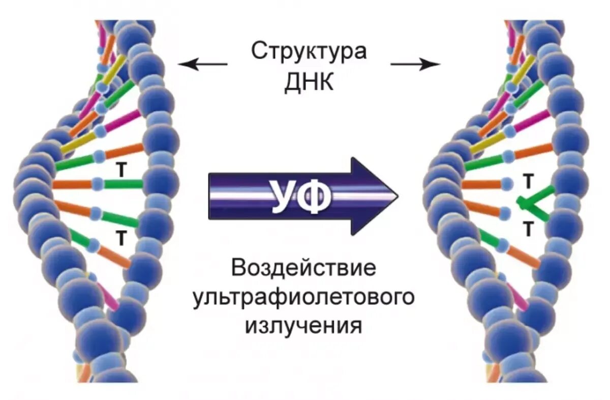 Воздействие ультрафиолета на ДНК. Влияние УФ-излучения на ДНК. Структура ДНК. Воздействие ультрафиолетового излучения на ДНК бактерии.