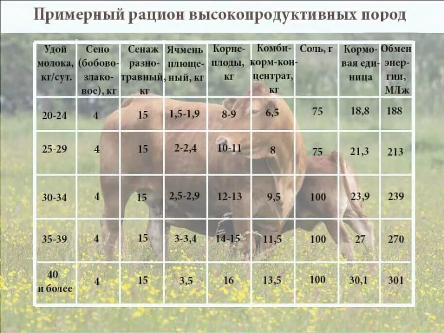 Рацион кормления сухостойных коров. Рацион для дойных коров. Рацион лактирующих коров. Составление рациона для дойных коров. Коровы сколько надо сена