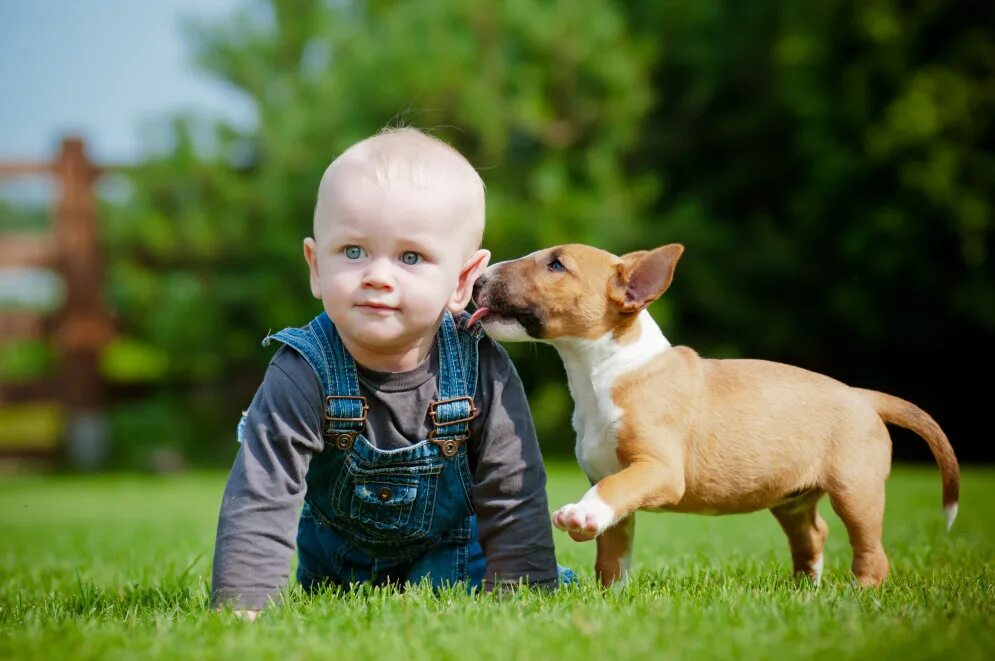 Baby pet. Собака для детей. Домашние животные для детей. Мальчик с собакой. Маленькие собаки для детей.