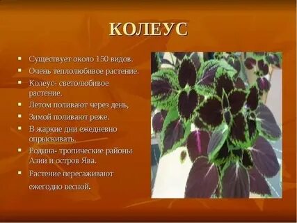 Цветок колеус приметы