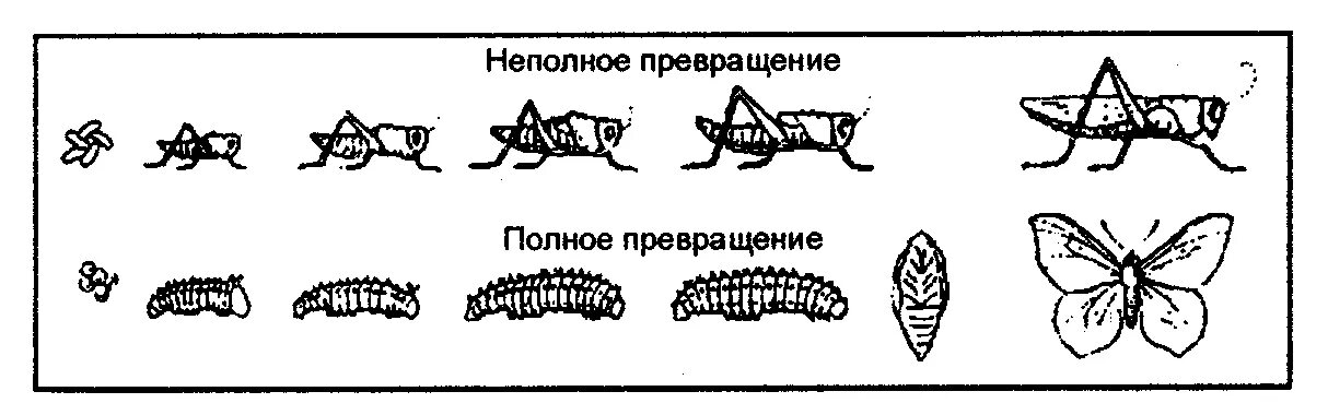 Схема полного и неполного превращения насекомых. Схема развития насекомых с неполным превращением. Развитие с неполным метаморфозом у насекомых. Цикл развития насекомых с неполным превращением.