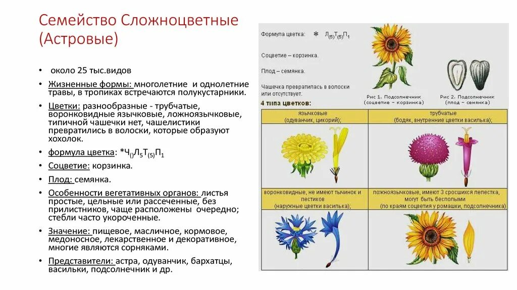 Общая характеристика Сложноцветные растений 6 класс биология. Характеристика цветков сложноцветных. Характеристика семейства Сложноцветные 6 класс биология. Семейство Сложноцветные Астровые формула цветка.