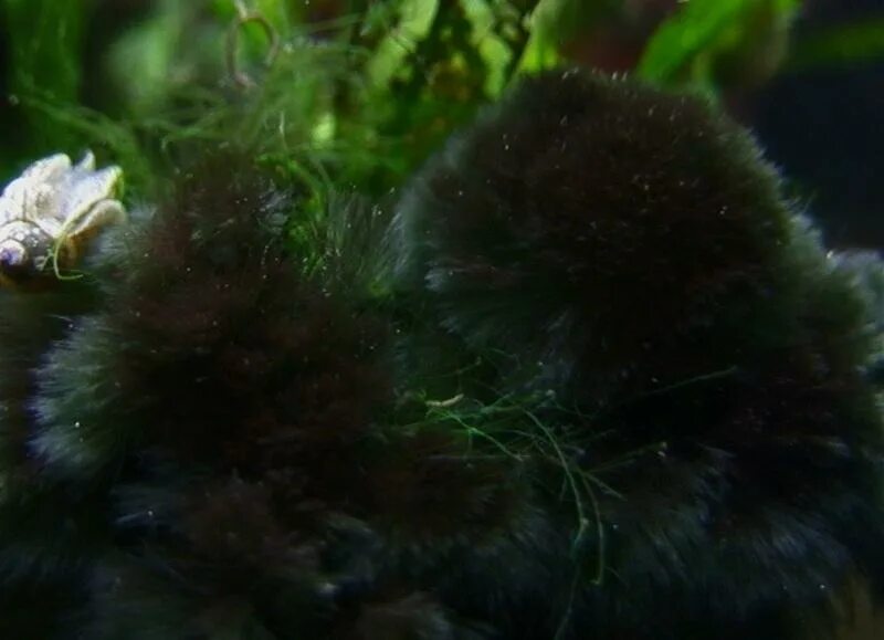 Водоросли черная борода. Черная борода водоросли в аквариуме. Черная борода в аквариуме роголистник. Компсопогон водоросль.