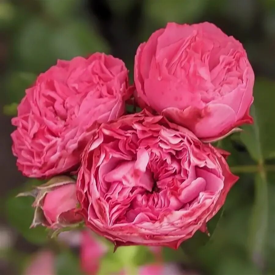 Magic rokoko роза. Candy rokoko роза. Роза tantau. Magic rokoko роза тантау. Candy rokoko роза тантау.