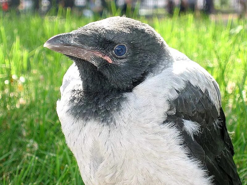 Сетон томпсон серебряное пятнышко. Эрнест сетон-томпсон иллюстрации. Книги эрнеста сетон томпсона. Серебряное пятнышко эрнест сетон-томпсон. Сетон томпсон издательство азбука.