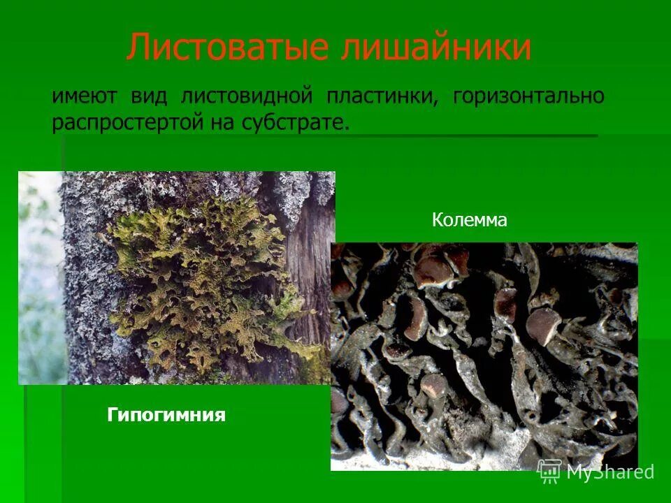 Лишайник урок. Листовидные лишайники. лишайники 2 класс. лишайники 6 класс биология. листоватые лишайники 5 класс.