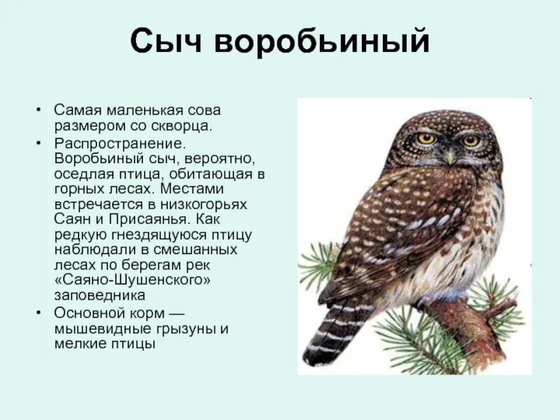 Где обитает сова в какой природной зоне. Где обитает сова в какой природной зоне