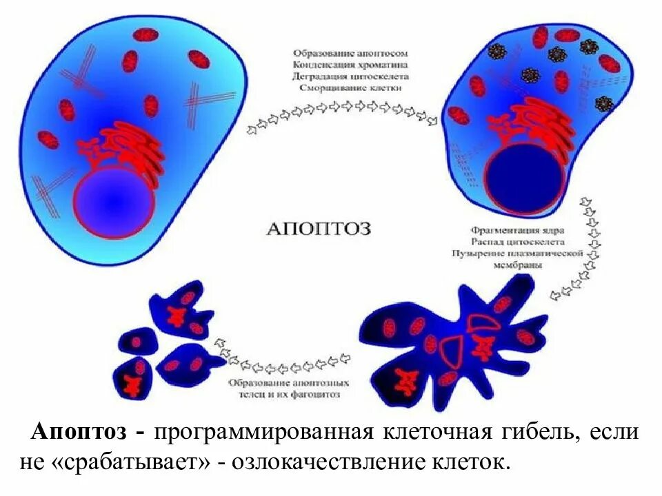 Апоптоз клетки. Апоптоз схема. Смерть клетки апоптоз. Программируемая клеточная гибель.