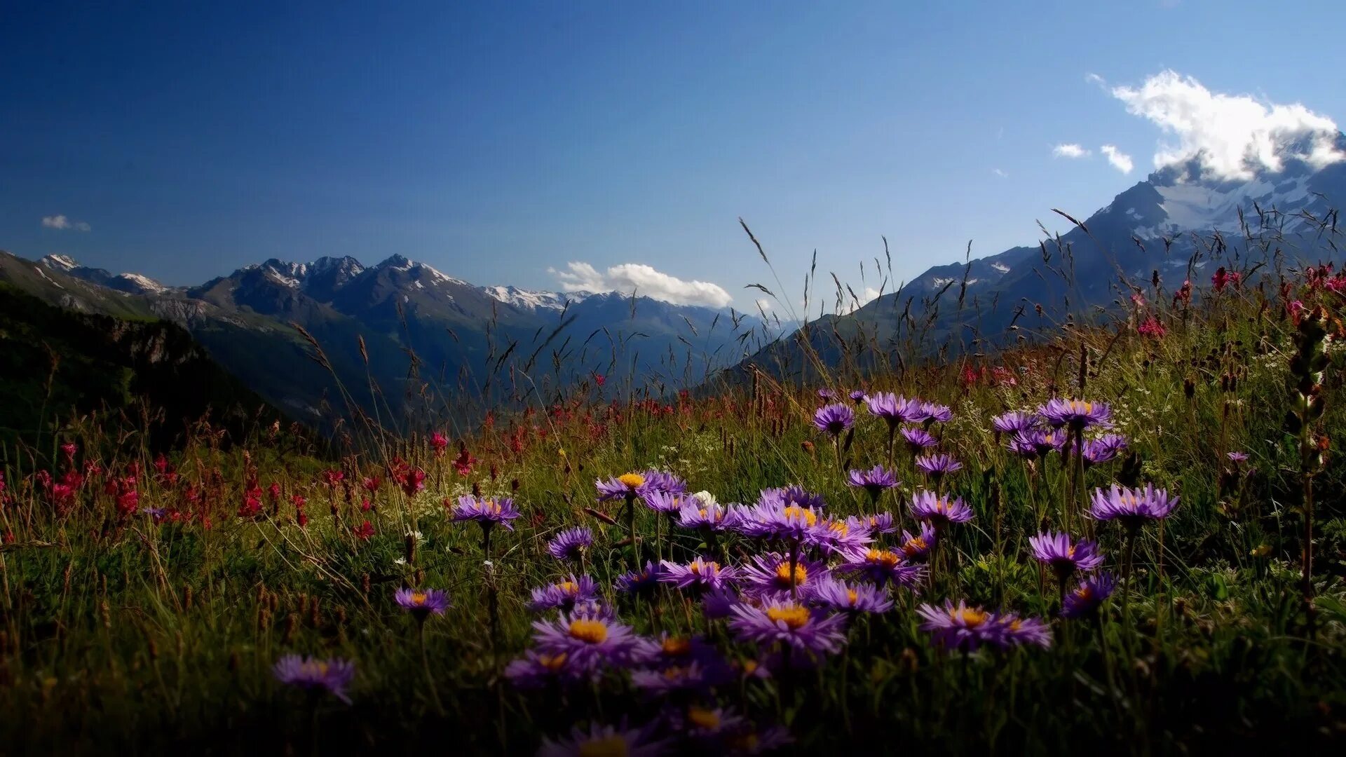 Цвет гималаи. Альпийские Луга Гималаи Непал. Долина цветов Индия национальный парк. Цветущая Долина Катманду. Национальный парк Долины цветов, Уттаракханд.