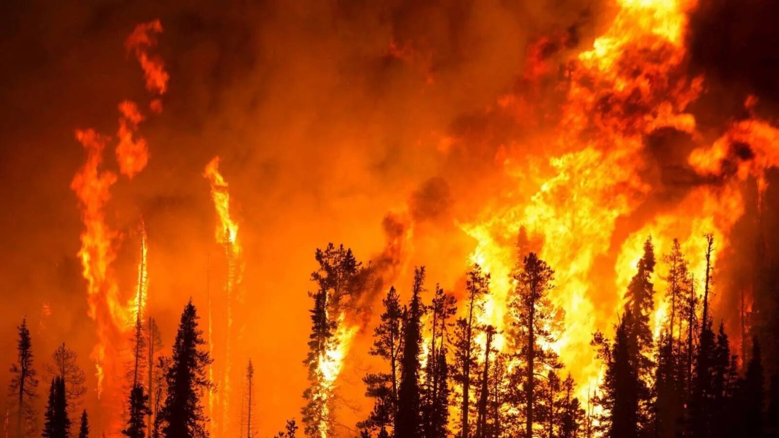 Горящем почему е. Пожар в лесу. Горящий лес. Природные пожары. Лесные пожары в России.