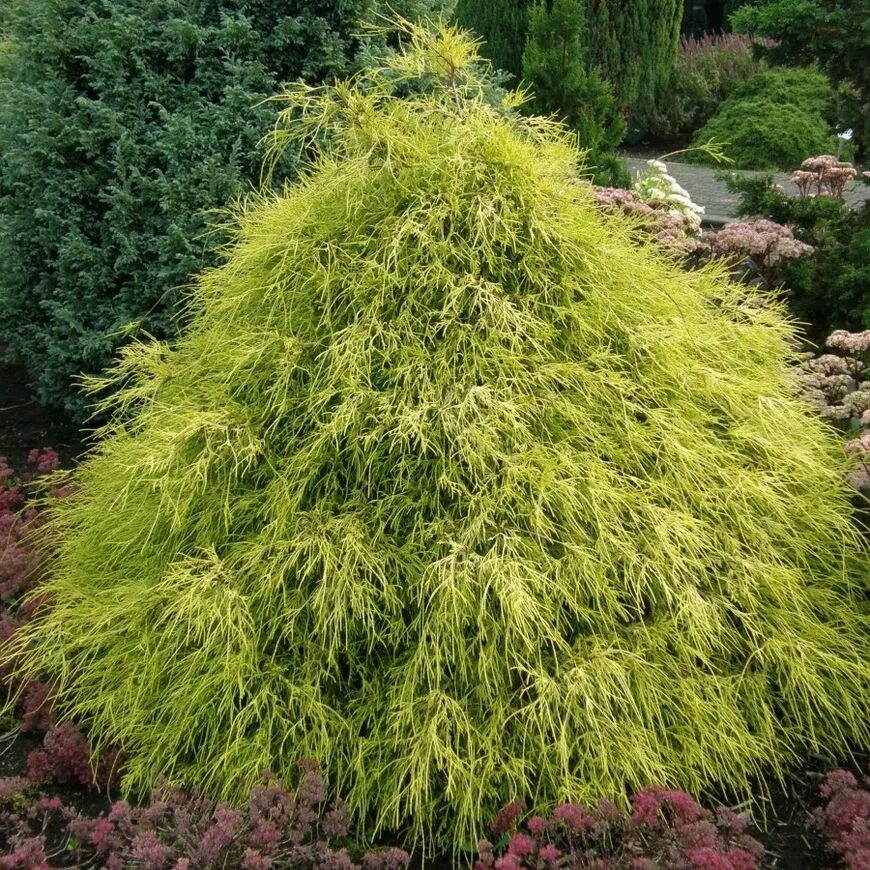 Кипарисовик горохоплодный aurea nana. Кипарисовик горохоплодный filifera nana. Кипарисовик ауреа. Кипарисовик горохоплодный filifera nana. Кипарисовик ауреа.