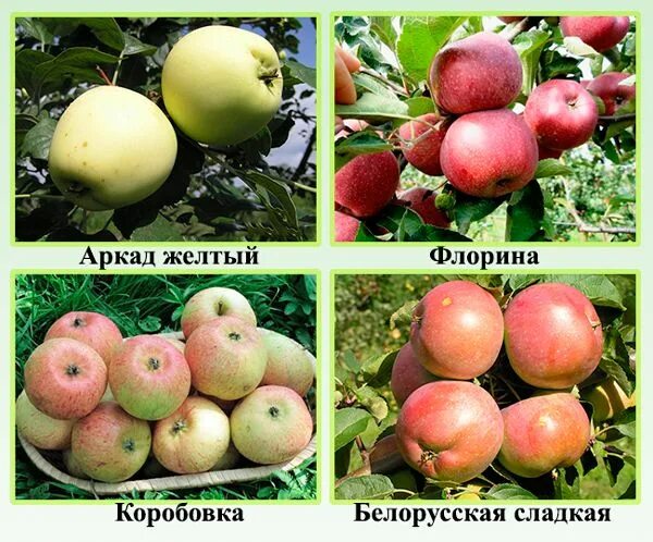 Какие сорта яблони лучше. Яблоня уралочка описание сорта. яблоки уральские сорта. сладкие яблоки сорта для урала. сорта яблок для урала.