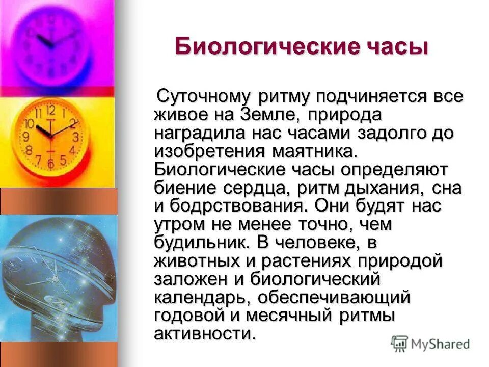 Циркадные часы. Сообщение на тему биологические часы. суточные биологические часы. биологические часы земли. сообщение на тему биологические часы человека.