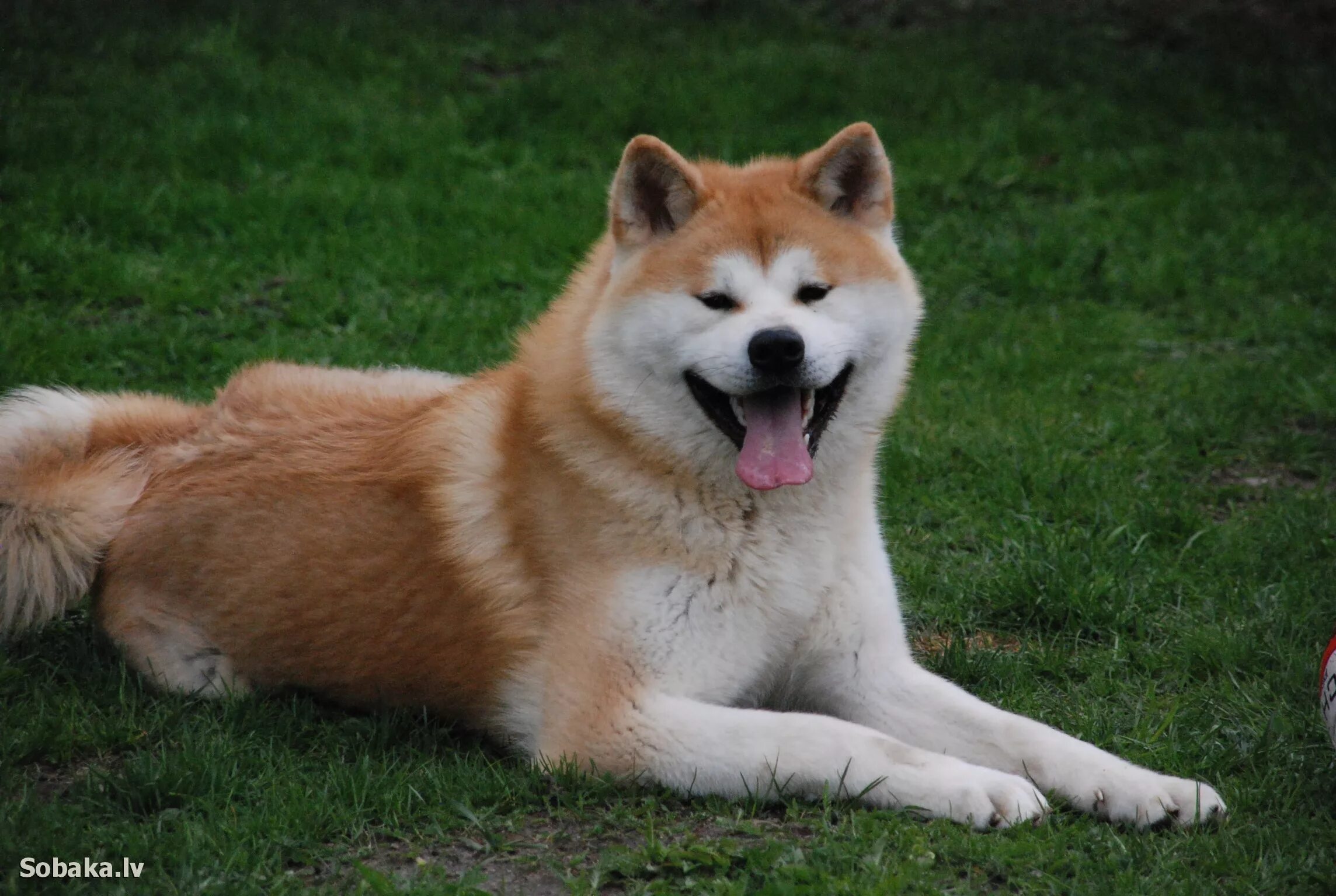 Собака породы акита ину. Акита-ину. Порода Акита. Японская Акита. Порода собак мини Акита.