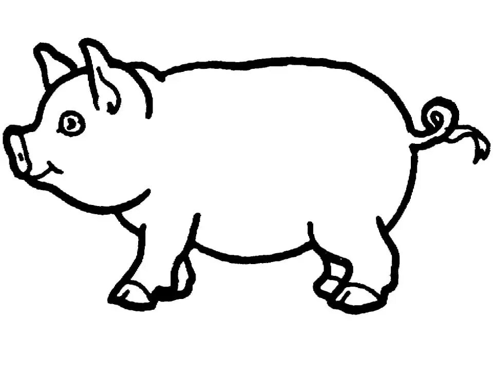 Pig coloring