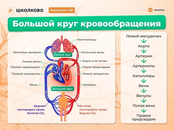 Кровь течет по трем кругам кровообращения. Круги кровообращения ЕГЭ биология. Кровообращение ЕГЭ биология. Кровообращение из ЕГЭ картинки. Круги кровообращения ЕГЭ биология тест.