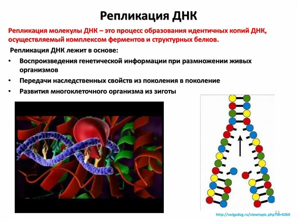 Днк наследственные признаки. Репликация молекулы ДНК. Генетическая информация удвоение ДНК 10 класс. ДНК носитель наследственной информации репликация ДНК. Основы молекулярной биологии.