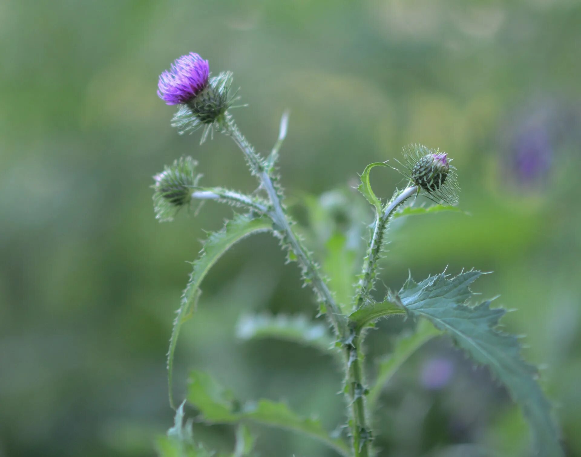 Forest, Thistle, Background, Wild Plant, Meadow #forest, #thistle, #background, 