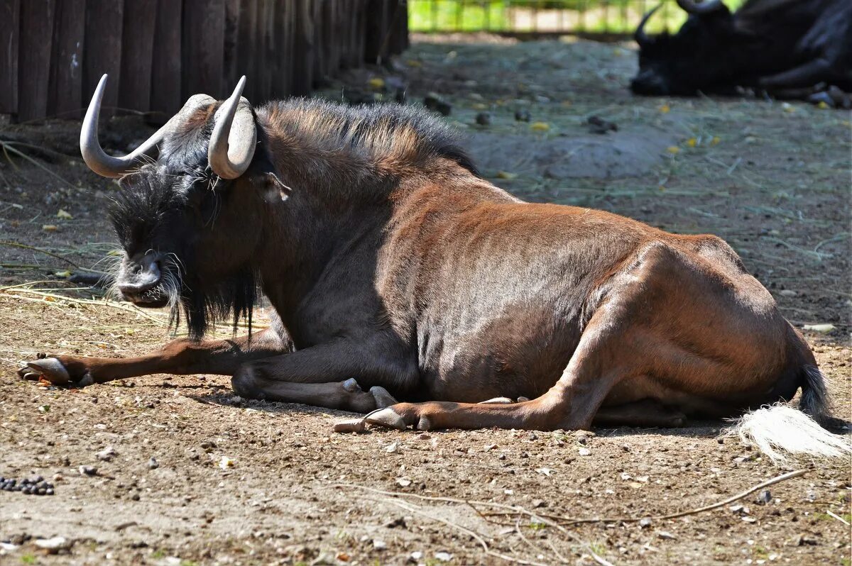 Гну пу. Черная антилопа гну. Голубая антилопа гну. Белохвостая антилопа гну. Гну пу.