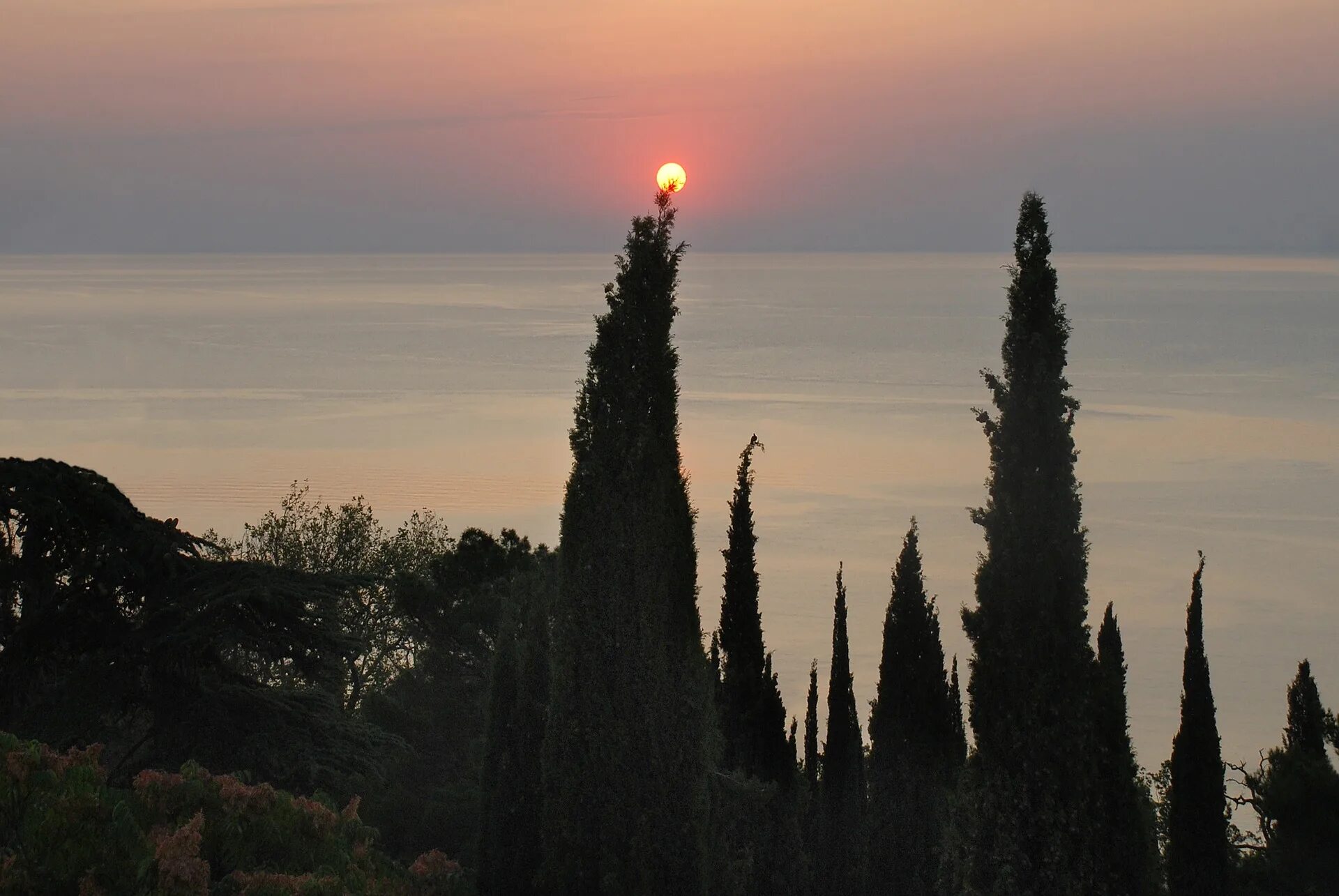 Кипарисовая аллея ялта. Кипарисовая аллея гурзуф. Кипарис алушта. Кипарис море. Кипарисы в абхазии.