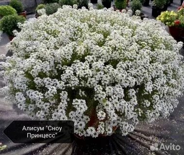 Алиссум вегетативный