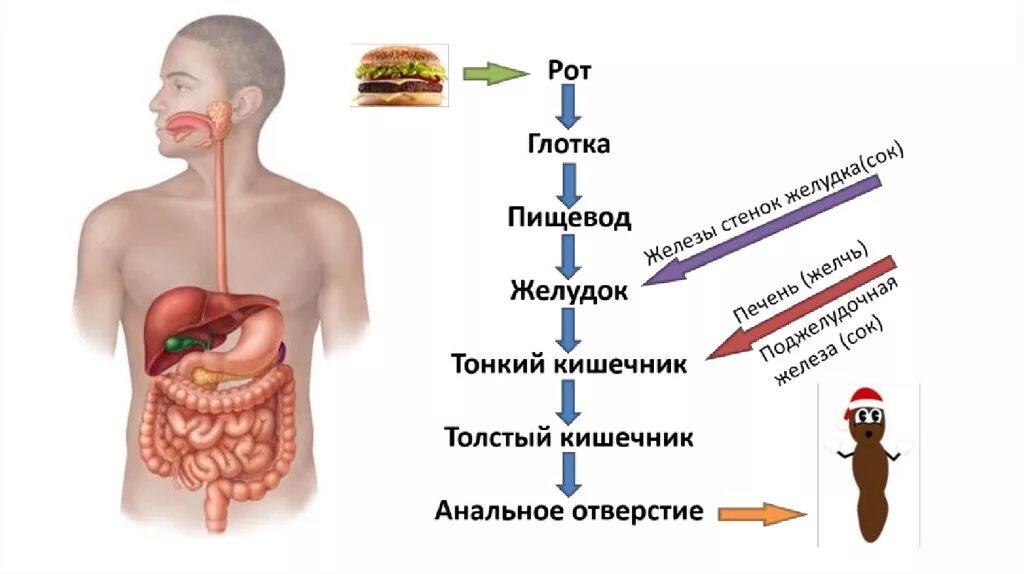 Глотка пищевод желудок. Пищевод желудок кишечник. Рот глотка пищевод желудок кишечник.