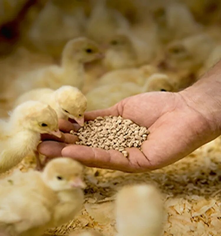 Feed for as. Poultry feed. broiler chicken feed. feed for poultry. josycat poultry.