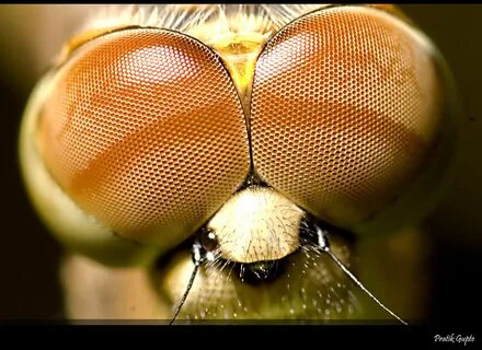 Compound eyes