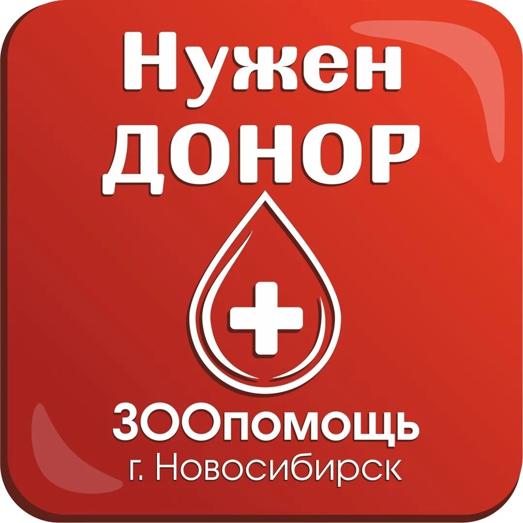 В россии нужны доноры. Нужен донор. Срочно нужен донор. Срочно нужен донором почки. Нужны доноры крови.