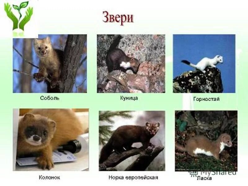 Чем отличается куница от. Чем отличается куница от. Чем отличается куница от. Чем отличается куница от. Соболь норка куница.