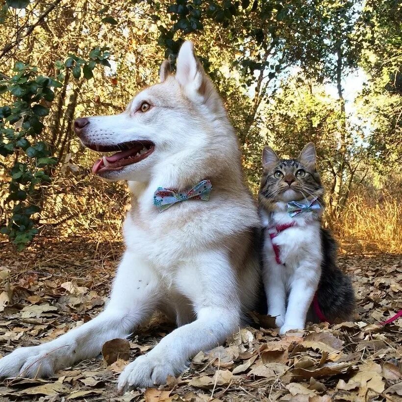 Хаски и кот. Сибирский хаски +кошка. гретта хаски. хаски и кошка. рози и хаски.