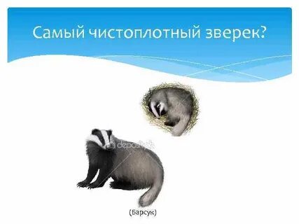 Барсук аккуратный и чистоплотный зверь определить