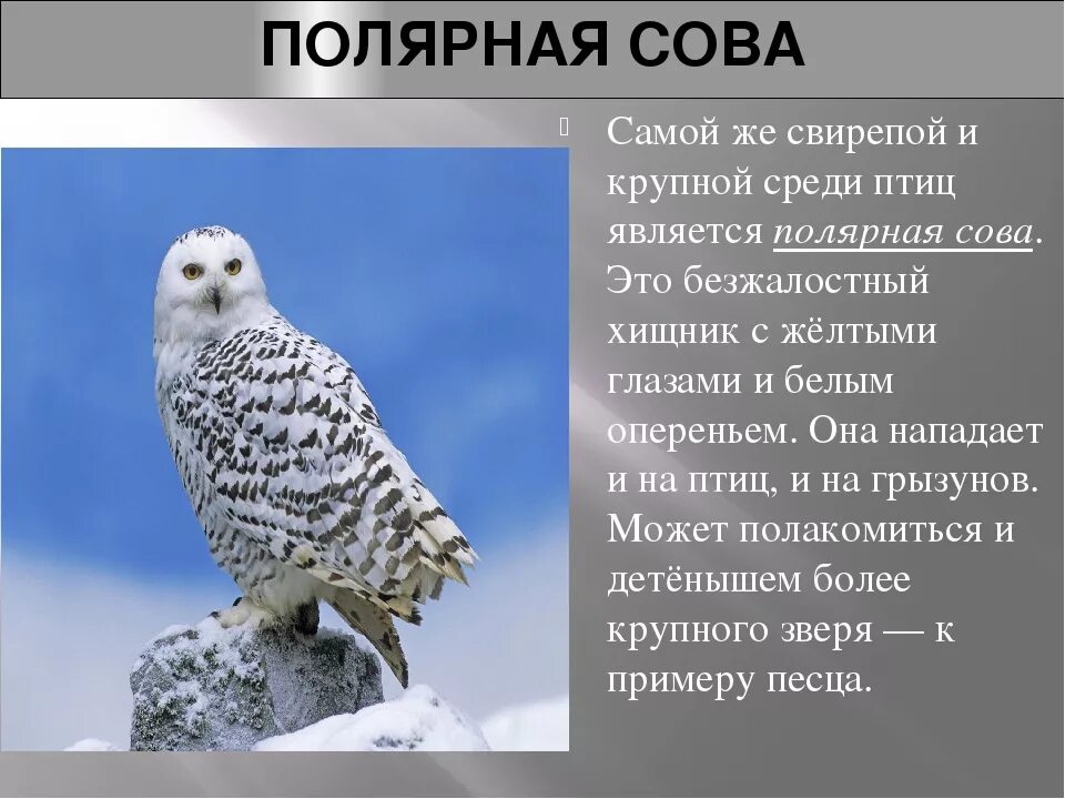Полярная сова сообщение 4 класс окружающий. Полярная сова природная зона обитания в россии. доклад о полярной сове арктики. животные тундры полярная сова информация. полярная сова описание.