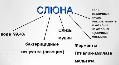 Состав слюны. Строение слюны. Химический состав слюны человека. Структура слюны. Сколько слюны у человека